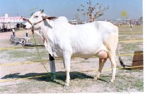 Live Haryana Cow