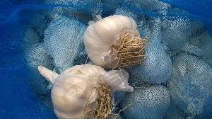 Fresh Garlic