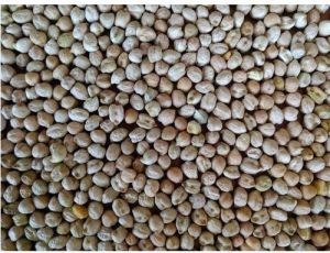 30kg Dried Chick Peas