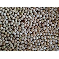 Dried Chick Peas