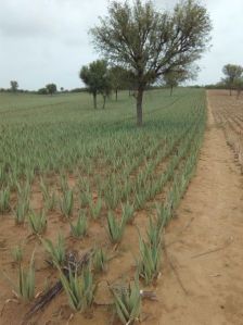 aloe vera plants leaves pulp