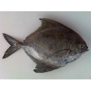 Fresh Black Pomfret Fish