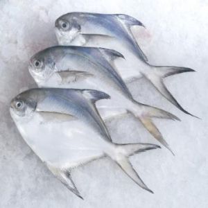 Fresh Silver Pomfret Fish