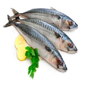 Fresh Surmai Fish