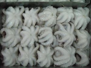 Frozen Baby Octopus