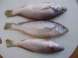 Frozen Silver Croaker Fish