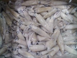 Frozen Squid Fish