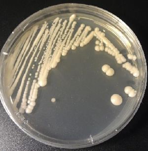 Zinc Solubilizing Bacteria