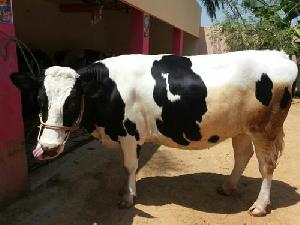 Live Holstein Friesian Cow