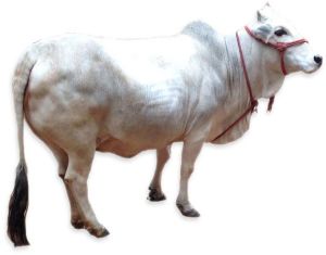 Live Punganur Cow