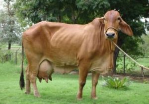 Sahiwal Cow