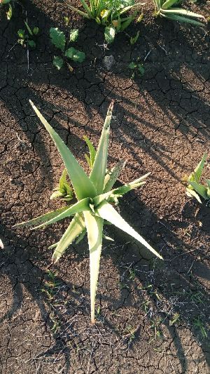 Aloe vera Plants