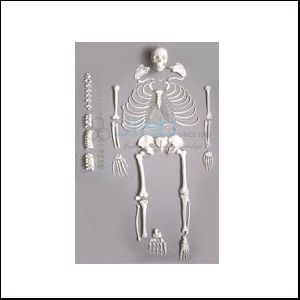 Deluxe Human Disarticulated Skeleton