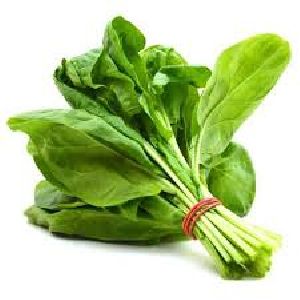 Fresh Spinach Leaves