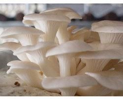 Oyster Mushroom