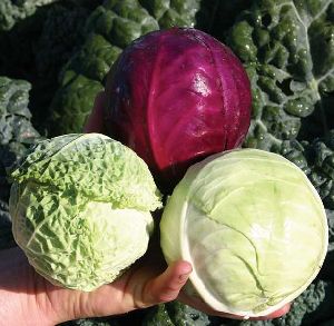 Fresh Hybrid Cabbage