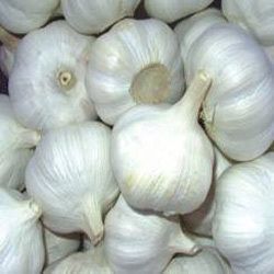 Fresh Garlic