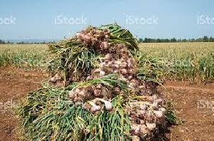 Garlic field