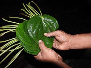 Betel Leaves