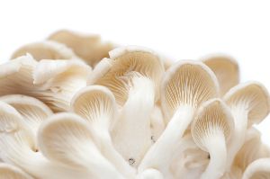 Fresh Oyster Mushroom