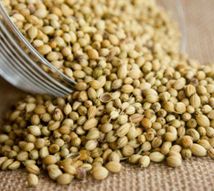 Coriander Seeds