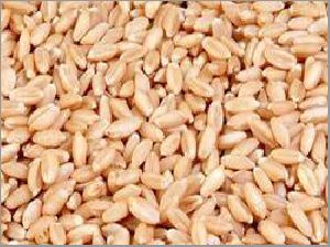 fresh wheat seeds