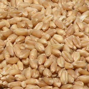 Raw Wheat Seeds