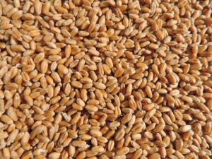 Wheat Seeds