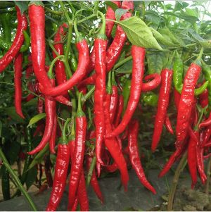 Fresh Red Chilli