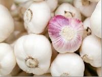 fresh garlic vegetables