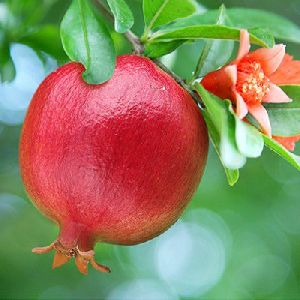 Fresh pomegranate