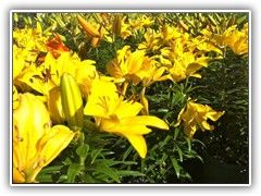 HYBRID LILIUM FLOWERS