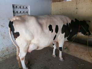 hf crossbred cows