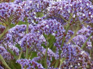 Fresh Limonium Flower