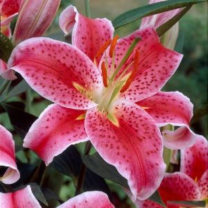 Fresh Oriental Lilium Flower