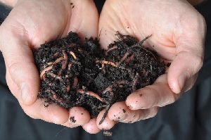 vermicompost