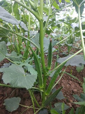 UNNAT SEEDS - Hybrid Bhindi Seeds