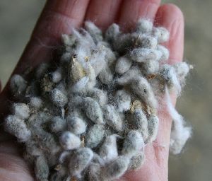 cotton seeds