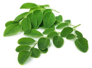 Fresh Moringa Leaves