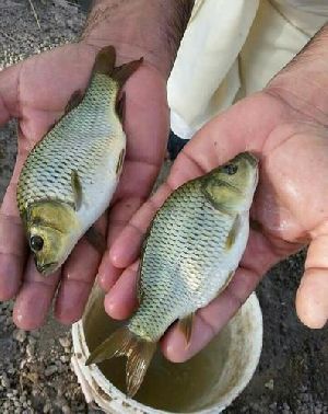 Cyprinus Fish Seed