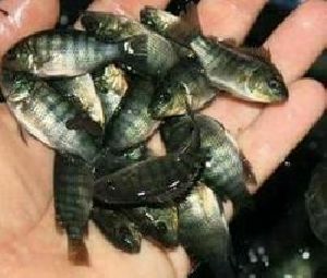 Monosex Tilapia Seed