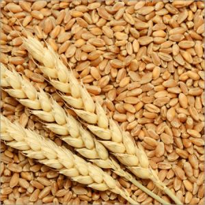 PBW-343 Wheat Seeds