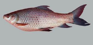 Rohu Fish