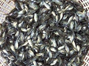 monosex Tilapia