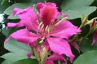 Bauhinia Variegata