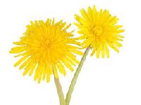 dandelion