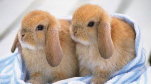 rabbit breeds