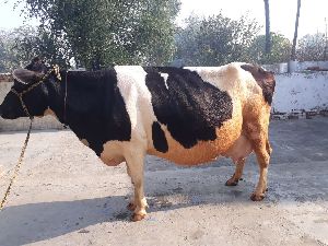 Live Holstein Friesian Cow