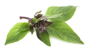 thai basil