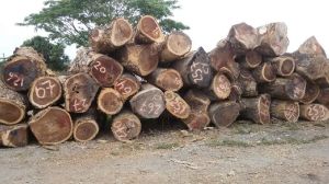 Acacia Wood Logs